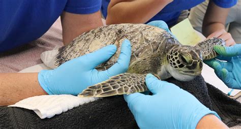 Sea Turtle Conservation Program .